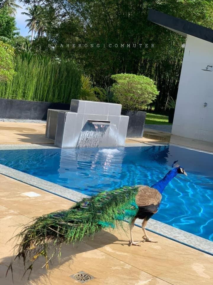 Dreamink Farm Og Myl'S Place Sorsogon ภายนอก รูปภาพ